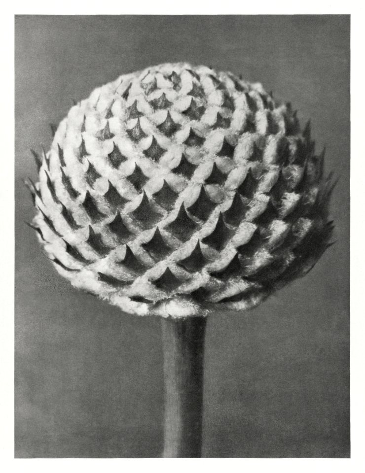 Cephalaria (Small Teasel) enlarged 10 times from Urformen der Kunst (1928) by Karl Blossfeldt.