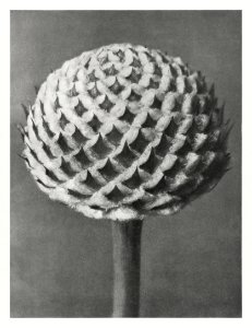 Cephalaria (Small Teasel) enlarged 10 times from Urformen der Kunst (1928) by Karl Blossfeldt. photo
