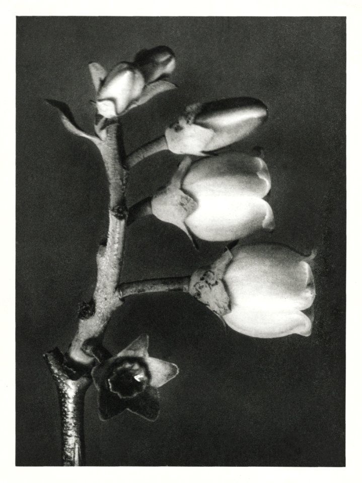 Vaccinium Corymbosum (Blueberry) enlarged 10 times from Urformen der Kunst (1928) by Karl Blossfeldt.