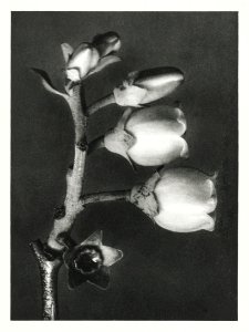 Vaccinium Corymbosum (Blueberry) enlarged 10 times from Urformen der Kunst (1928) by Karl Blossfeldt. photo