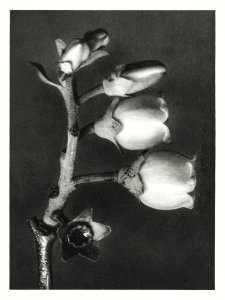 Vaccinium Corymbosum (Blueberry) enlarged 10 times from Urformen der Kunst (1928) by Karl Blossfeldt.
