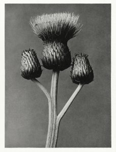Cirsium Canum (Queen Anne Thistle) enlarged 4 times from Urformen der Kunst (1928) by Karl Blossfeldt.