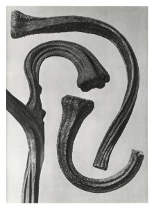 Cucurbita (stems of a Pumpkin) enlarged 3 times from Urformen der Kunst (1928) by Karl Blossfeldt.