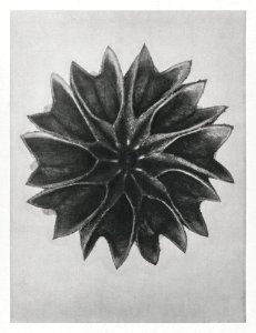 Abutilon (Lime Mallow) enlarged 12 times from Urformen der Kunst (1928) by Karl Blossfeldt.