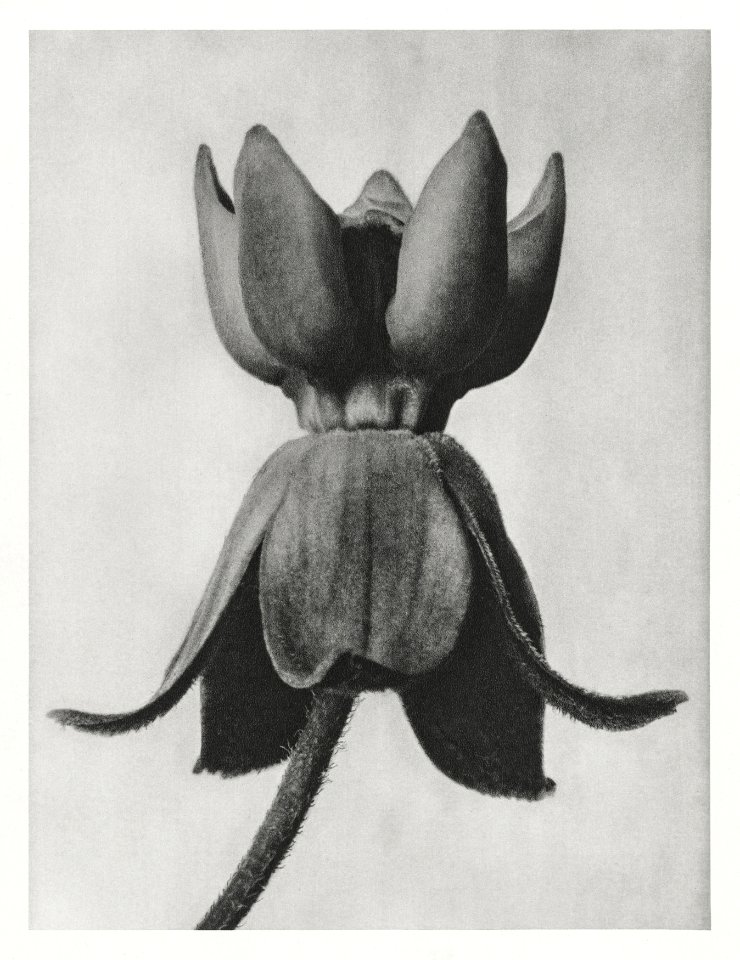 Asclepias syriaca (Common Milkweed) enlarged 18 times from Urformen der Kunst (1928) by Karl Blossfeldt.