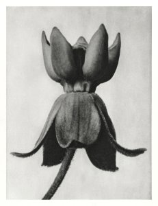 Asclepias syriaca (Common Milkweed) enlarged 18 times from Urformen der Kunst (1928) by Karl Blossfeldt. photo