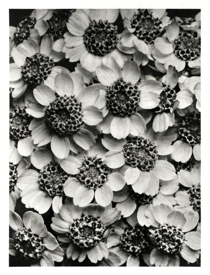 Achillea Clypeolata (Yarrow) enlarged 15 times from Urformen der Kunst (1928) by Karl Blossfeldt.