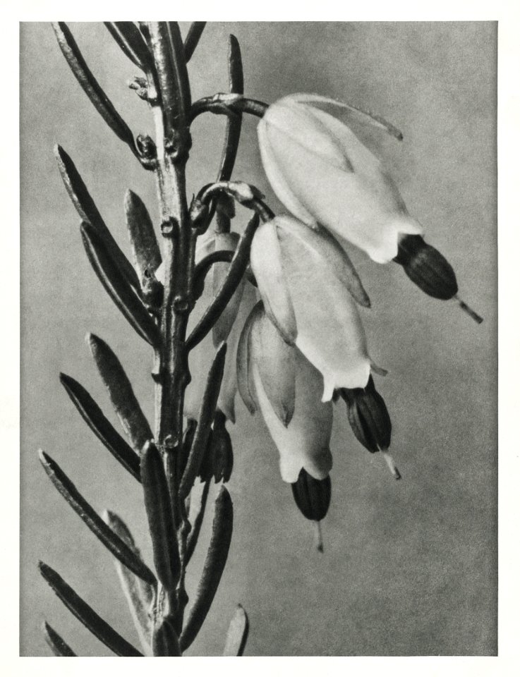 Erica Herbacea (winter heath) enlarged 16 times from Urformen der Kunst (1928) by Karl Blossfeldt.