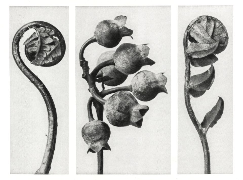 Polypodiaceae Aspidieae (Polypody) rolled–up frond enlarged 4 times, Vaccinium Corymbosum (Common or Swamp Blueberry) bunch of fruit enlarged 8 times, and Polystichum Falcatum (Prickly Shield–fern) young rolled–up frond enlarged 5 times from Urformen der Kunst (1928) by Karl Blossfeldt.