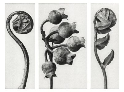 Polypodiaceae Aspidieae (Polypody) rolled–up frond enlarged 4 times, Vaccinium Corymbosum (Common or Swamp Blueberry) bunch of fruit enlarged 8 times, and Polystichum Falcatum (Prickly Shield–fern) young rolled–up frond enlarged 5 times from Urformen der Kunst (1928) by Karl Blossfeldt.