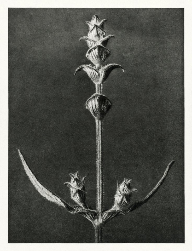 Salvia enlarged 5 times from Urformen der Kunst (1928) by Karl Blossfeldt.