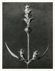 Salvia enlarged 5 times from Urformen der Kunst (1928) by Karl Blossfeldt.
