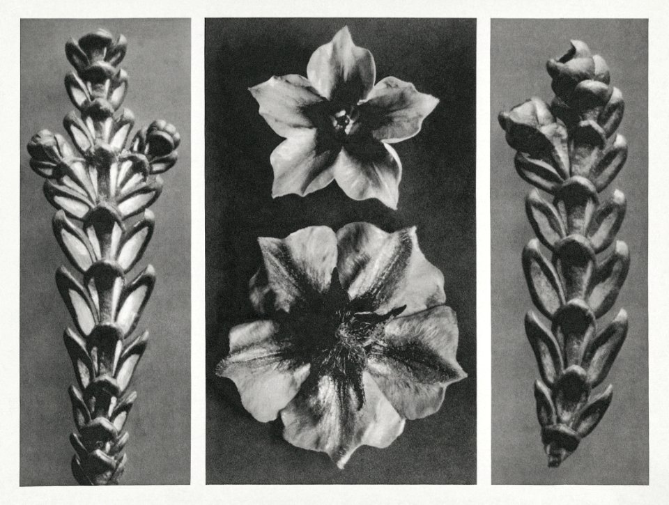 Thujopsis dolabrata enlarged 10 times,
Solanum tuberosum (Potato) enlarged 5 times, and
Thujopsis dolabrata enlarged 10 times from Urformen der Kunst (1928) by Karl Blossfeldt.