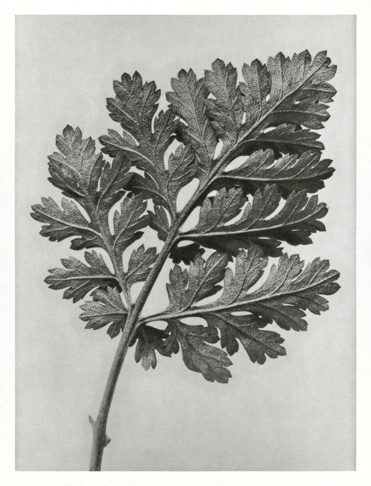 Chrysanthemum parthenium (Feverfew chrysanthemum) enlarged 5 times from Urformen der Kunst (1928) by Karl Blossfeldt.