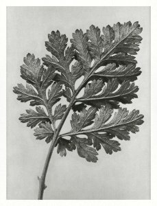 Chrysanthemum parthenium (Feverfew chrysanthemum) enlarged 5 times from Urformen der Kunst (1928) by Karl Blossfeldt.