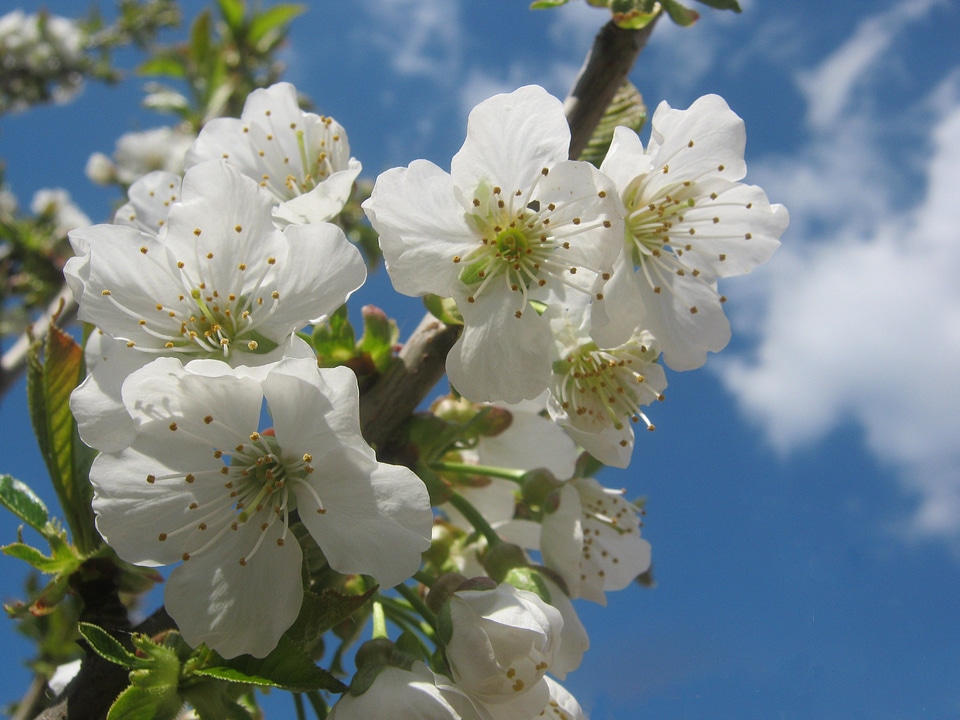 White sunny spring