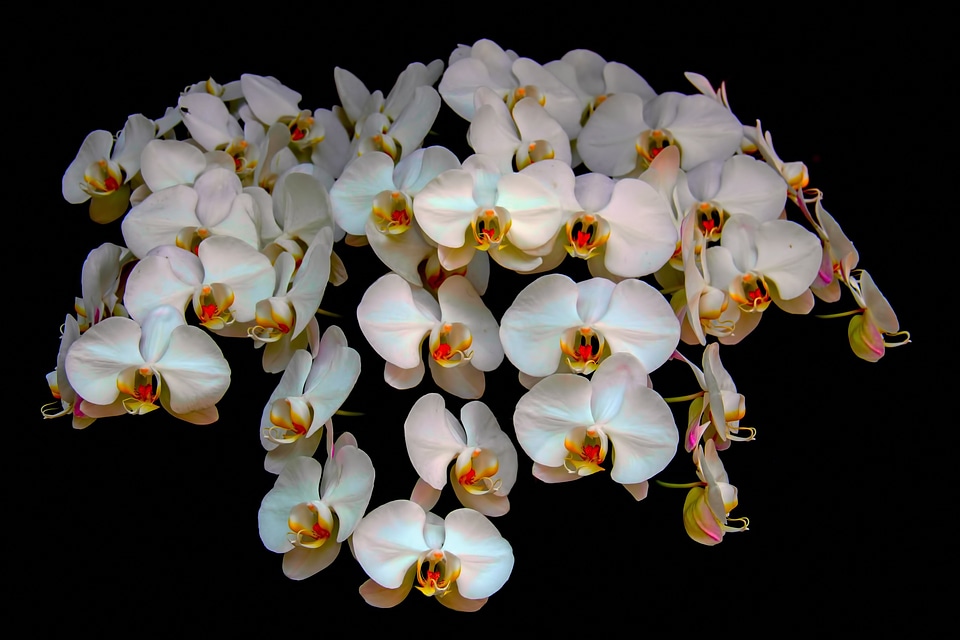 Nature natural floral