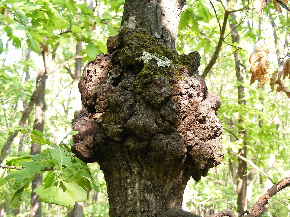 Trunk rough forest