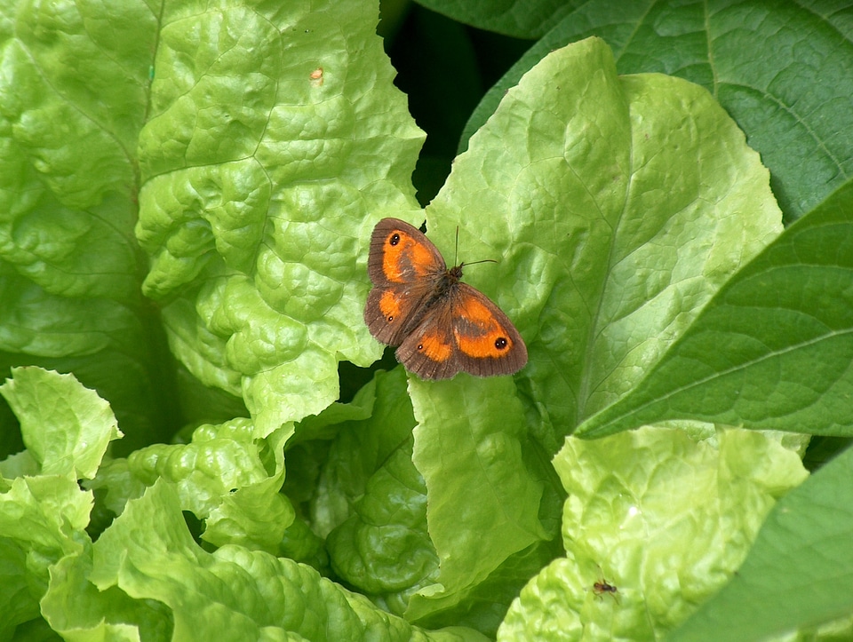 Animal insect butterflies
