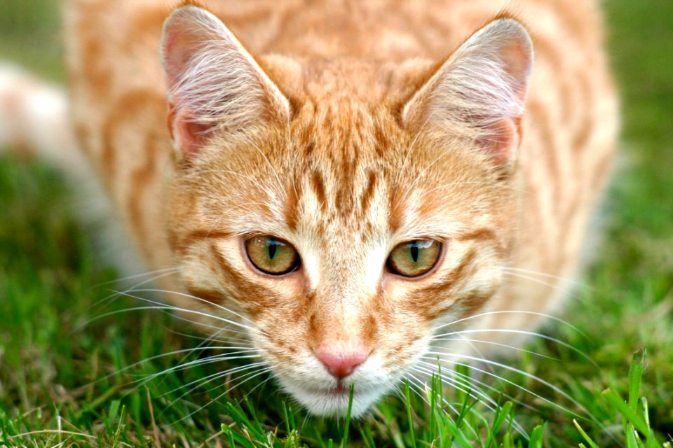 Portrait Of Cat