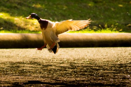 Mallard Duck In Flight