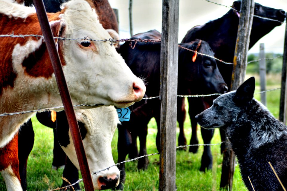 Dog Looking At Cows photo