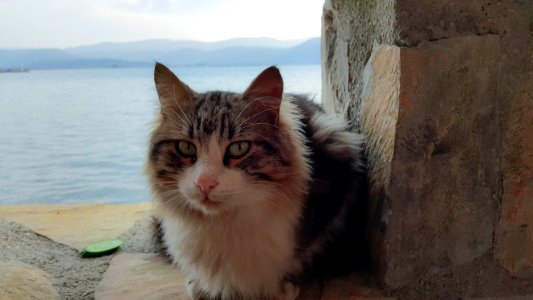Cat On Stone Wall By Sea
