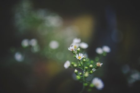 Selective Photo Of White Petaled Flower