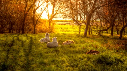 Dogs Lying On Meadow photo