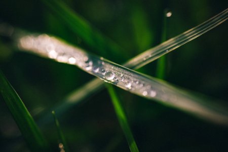 Droplets On Blade Of Grass photo