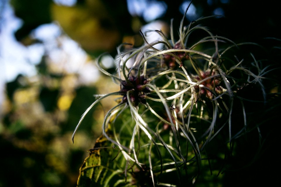Close Up Of Garden Plants