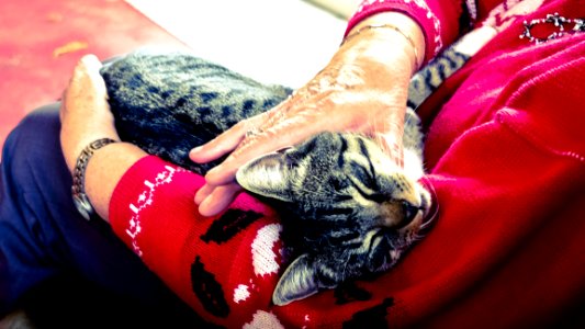 Silver Tabby Cat Sleeping On Person Hand