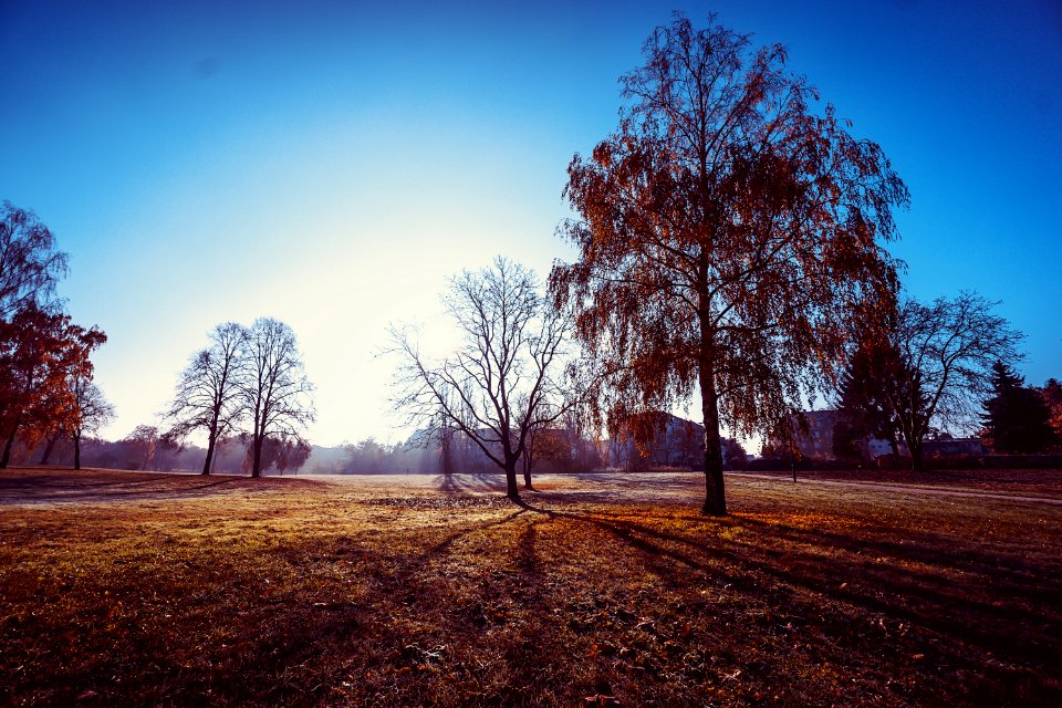Brown Leaf Tree Under The Blue Sky