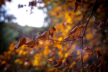 Selective Focus Of Withered Leaves Of Tree photo