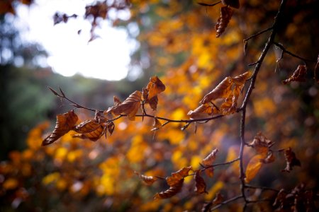 Selective Focus Of Withered Leaves Of Tree