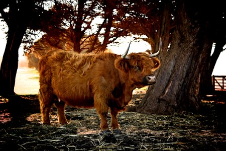Brown Ox