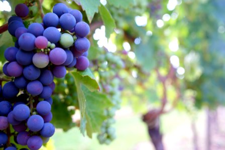 Close Up Photo Of Grape Fruit