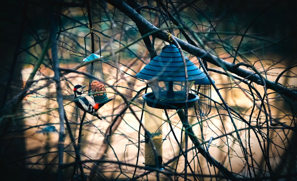 Bird And Feeder In Trees