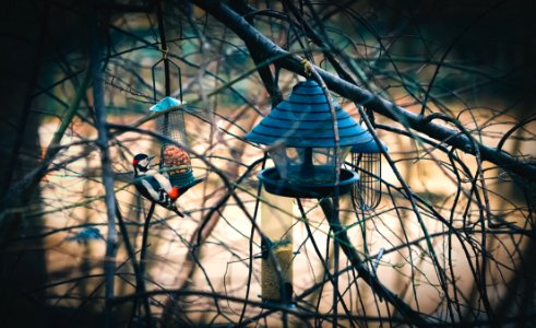 Bird And Feeder In Trees photo