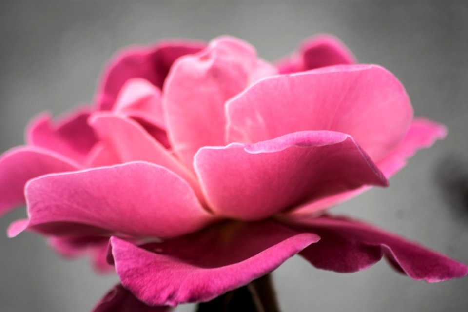 Photo Of Pink Petal Flower