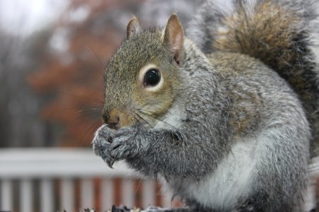 Brown Squirrel Outdoors