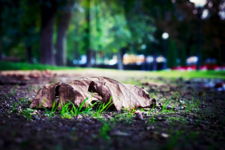 Selective Photo Of Dry Leaf On Ground
