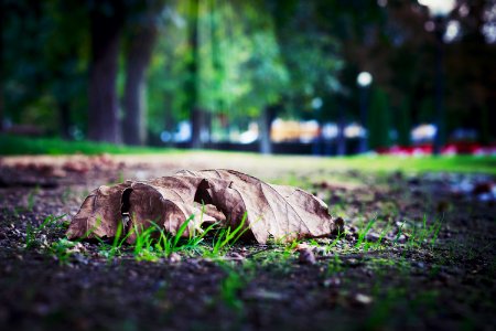 Selective Photo Of Dry Leaf On Ground photo