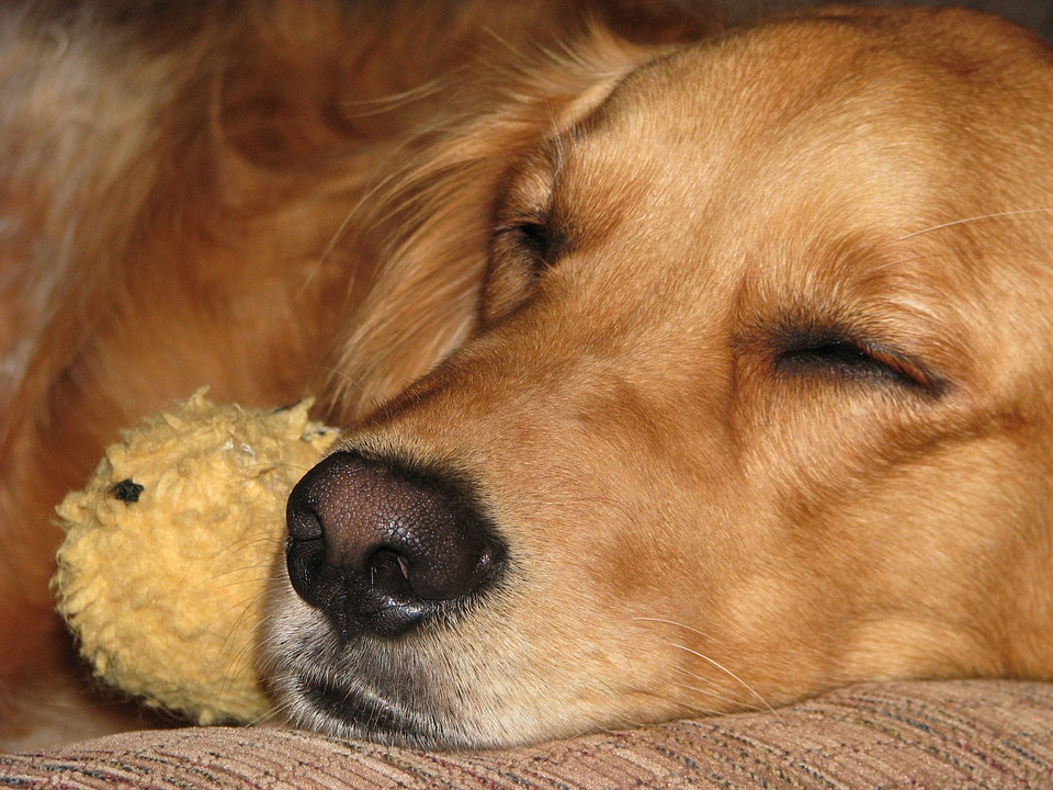 Affection brown sleep brown sleeping