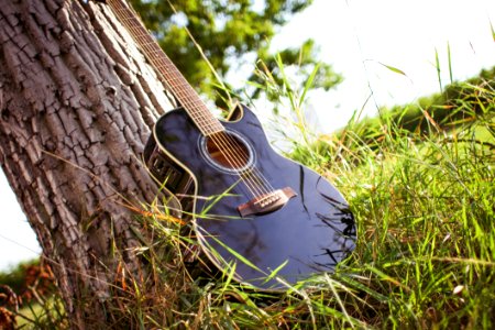 Black Acoustic Cutaway Guitar On Tree photo