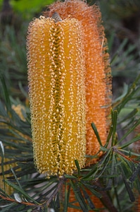 Yellow flower nature plant