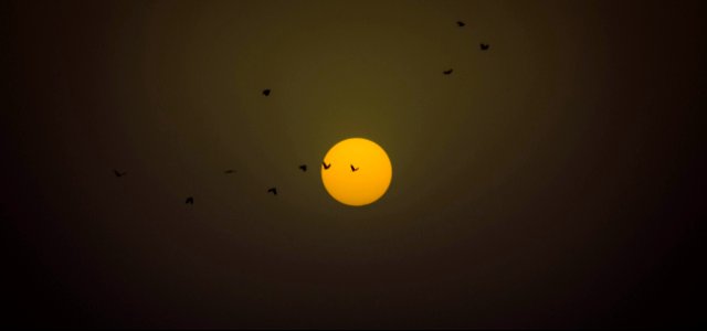 Birds Silhouetted In Sunset