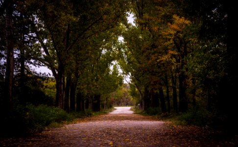 Gray Asphalt Roadway Besides Green Leaf Tree