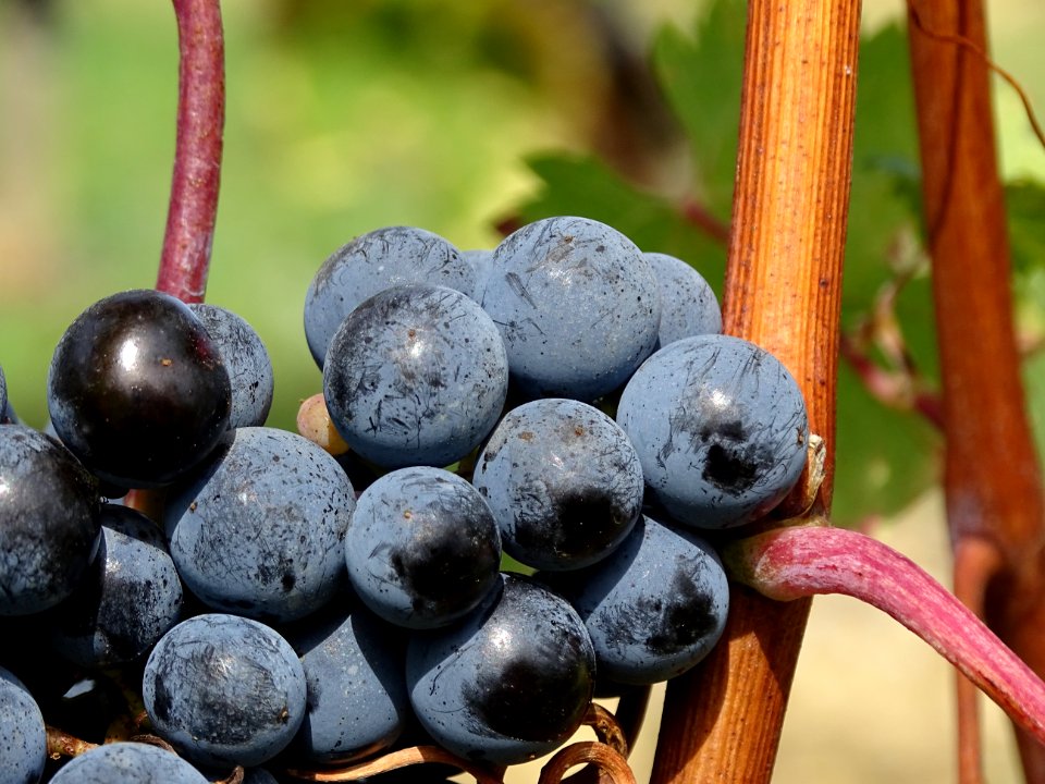 Ripe Grapes During Daytime