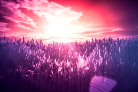 Sunset Over Grasses